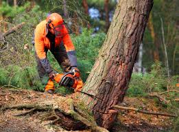 Best Tree and Shrub Care  in Rolling Meadows, IL